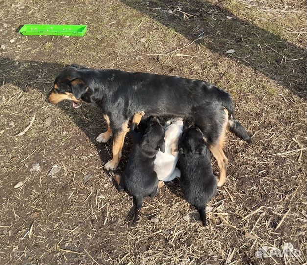 Щенок в добрые руки