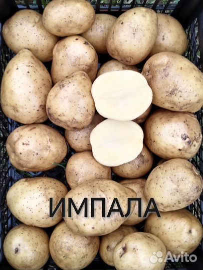 Семенной картофель