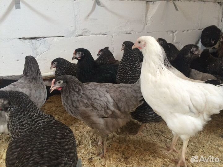 Куры молодки Доминант