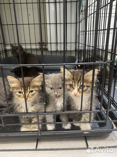 Котята ищут дом