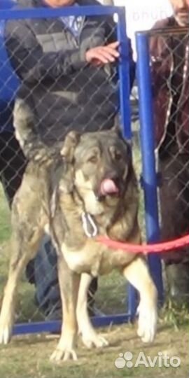 Щенки Алабая