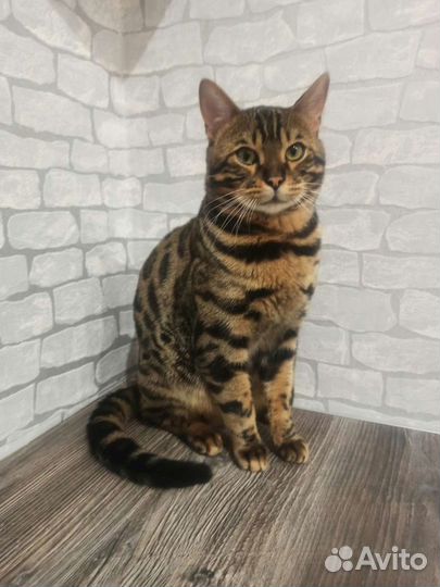 Бенгальский кот вязка