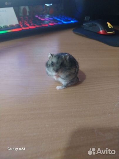 Джунгарский хомяк