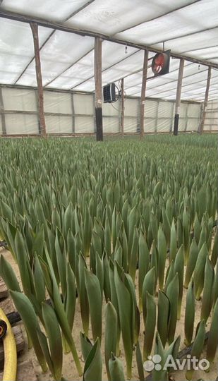 Тюльпаны оптом от производителя