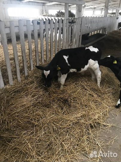 Бычки, телки 1-3 мес