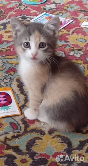 Домашние животные котята