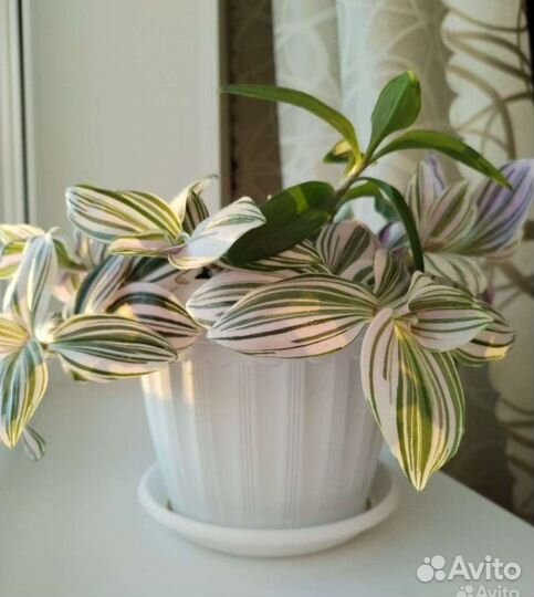 Традесканция