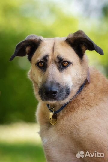 Белка ищет свой дом