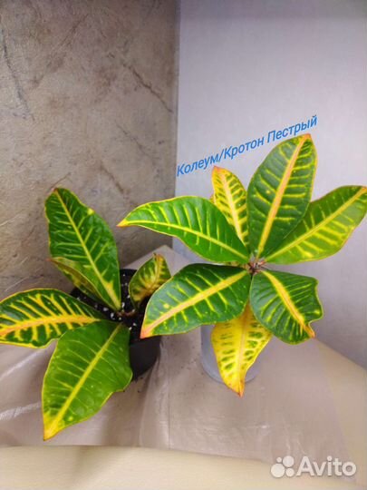 Домашние цветы