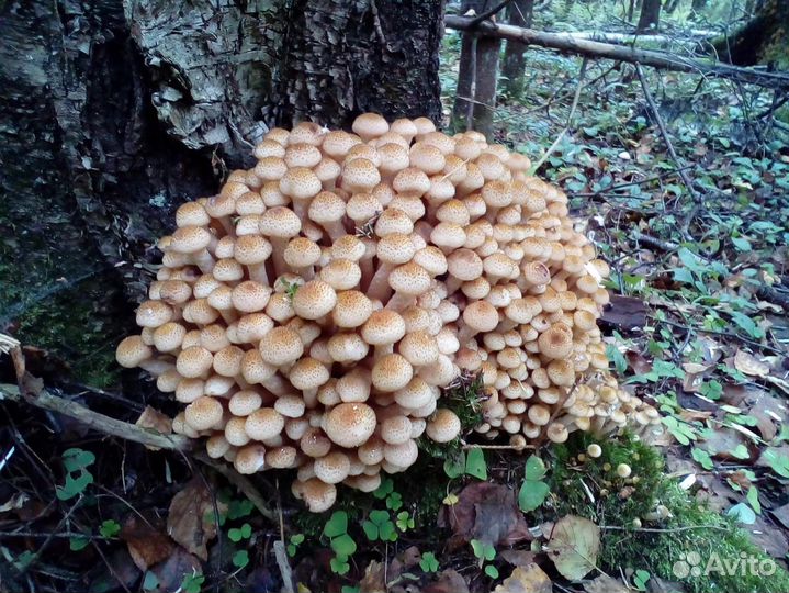 Грибы опята