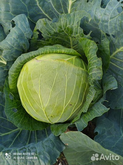 Капуста мегатон, подарок