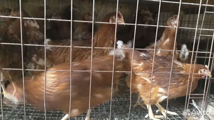Курочки молодки,несушки разных пород