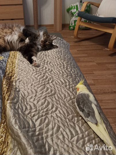 Корелла с клеткой