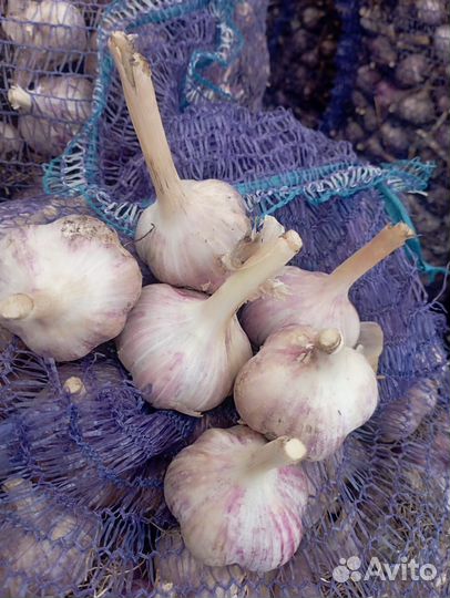 Чеснок оптом