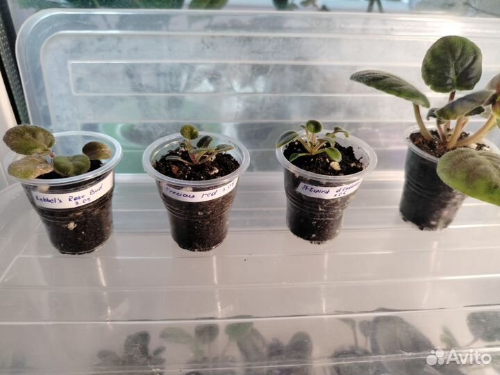 Сортовые фиалки