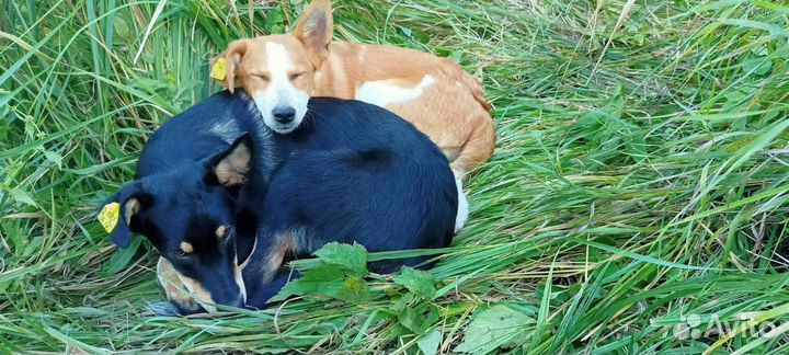 Щенки подростки бесплатно