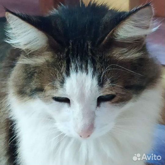 Ищем хозяев для кота-мышелова