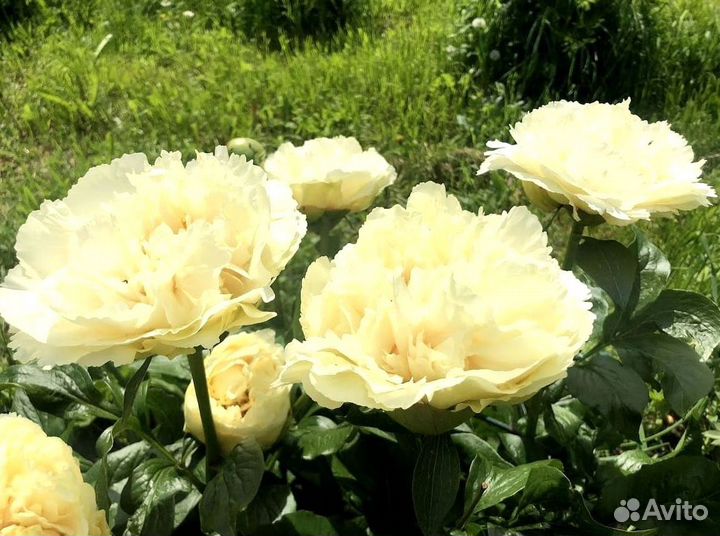 Пионы корни Ванилла Шнапс