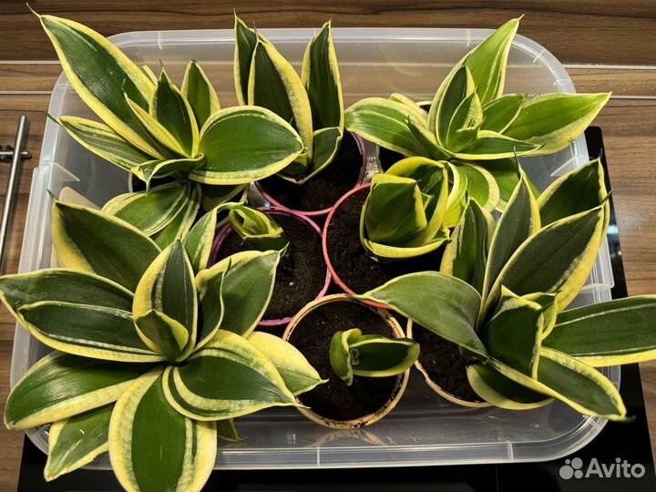 Сансевиерия