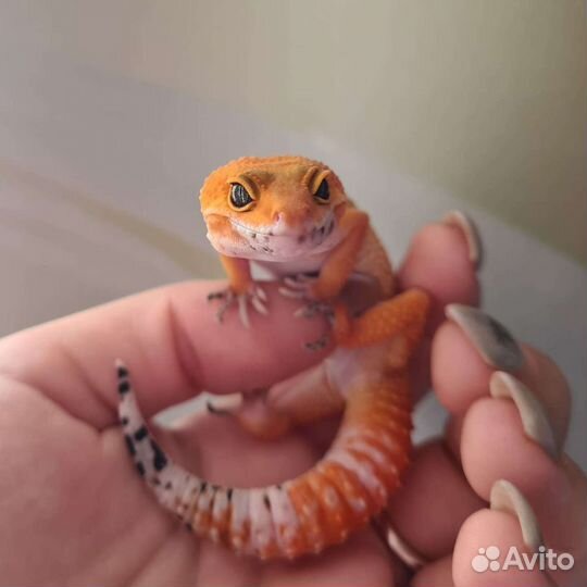 Яркие морфные эублефары