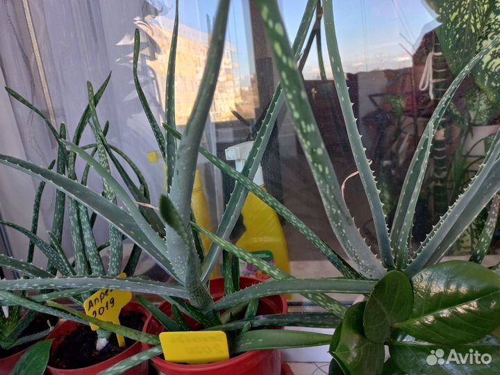 Комнатное растение Алоэ Вера (Алоэ истинное)