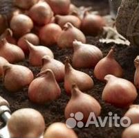 Луковицы тюльпанов опт
