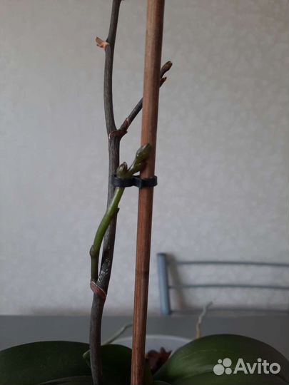 Орхидея дендробиум