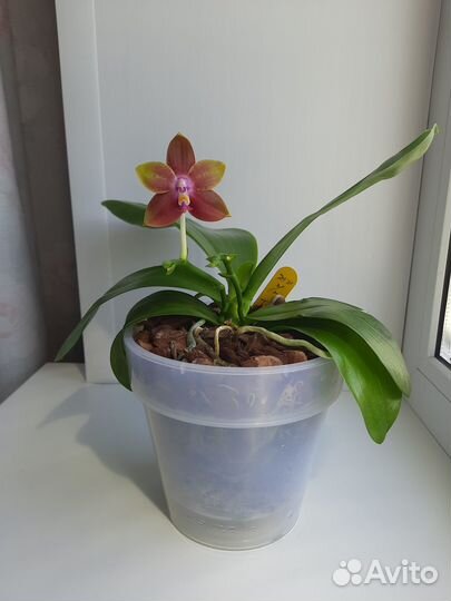 Фаленопсис Mituo посев 0704