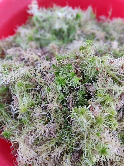 Мох сфагнум живой