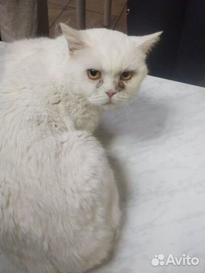 Котик ищет дом