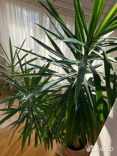 Пальма Юкка 3,7 м