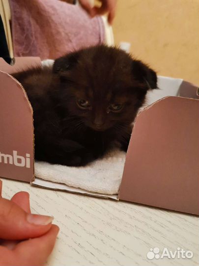 Черный котенок