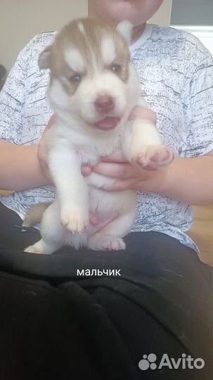 Щенки сибирской хаски