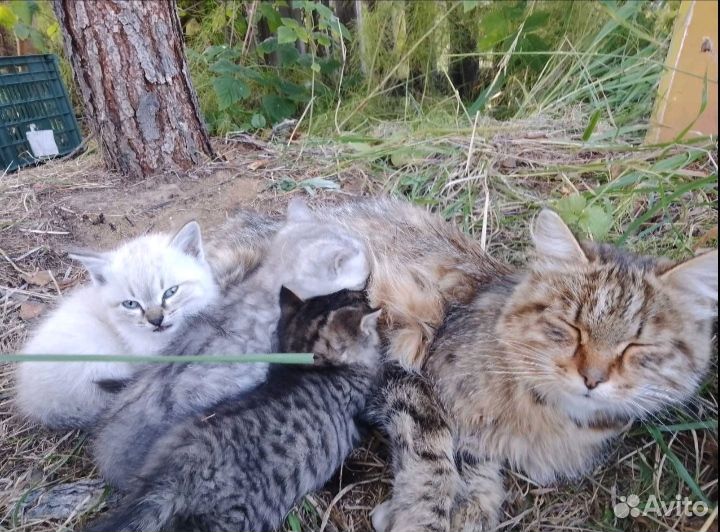 Сибирская кошка