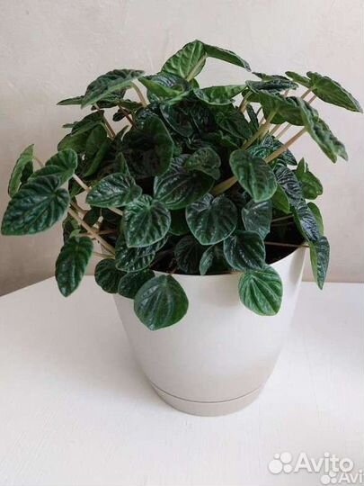 Пеперомия лилиан