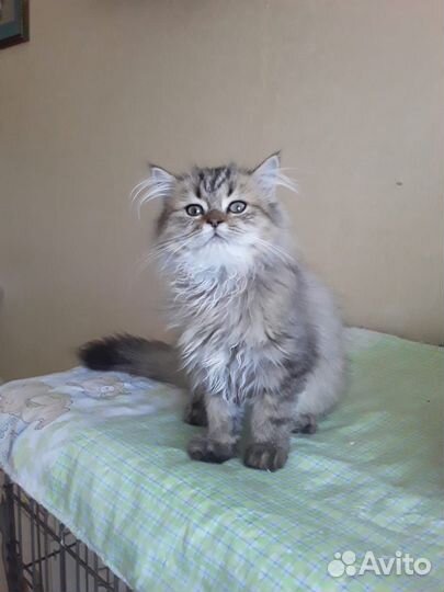 Персидская шиншилла
