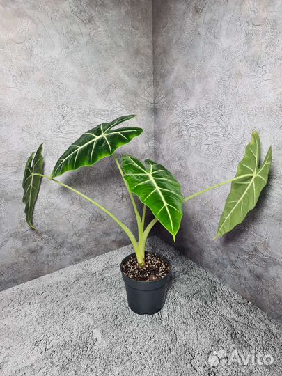 Алоказия Frydek