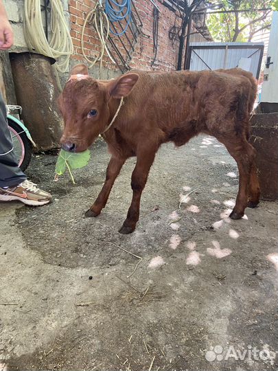 Телёнок 3 месяц