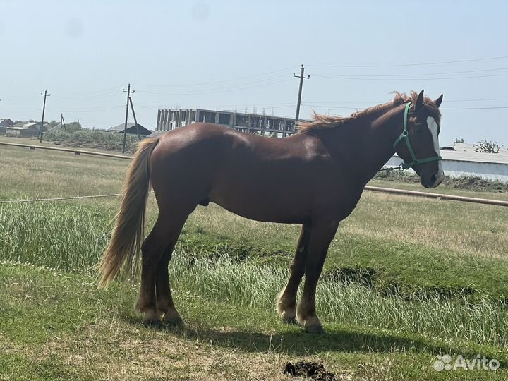 Жеребец тяжеловоз