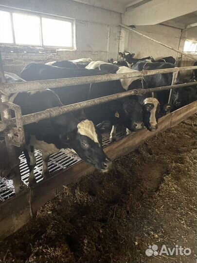 Нетели товарные