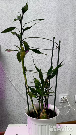 Драцена Сандера