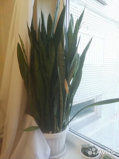 Продам цветы комнатные