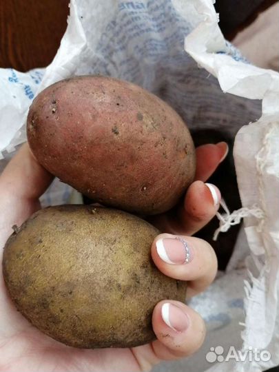 Продам картофель