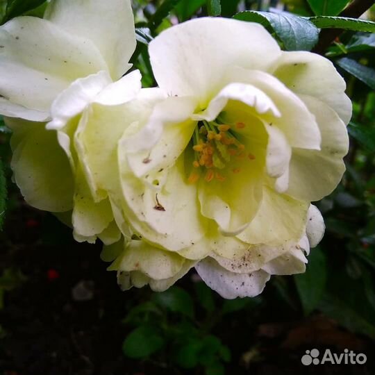 Айва японская, редкость, белая махровая