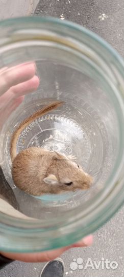 Песчанка