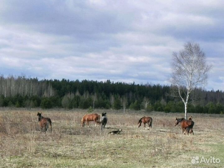 Лошади в аренду
