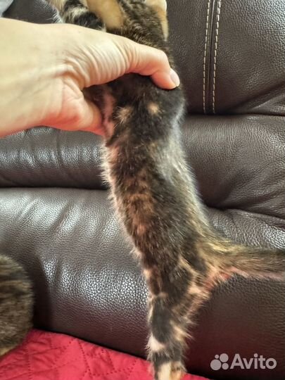 Бенгальские котята