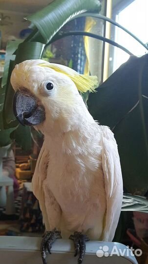 Попугай какаду желтохохлый соломонский