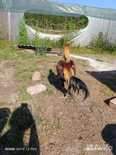 Бойцовые петухи о шамо