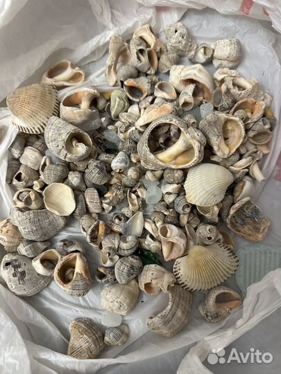 Морские ракушки